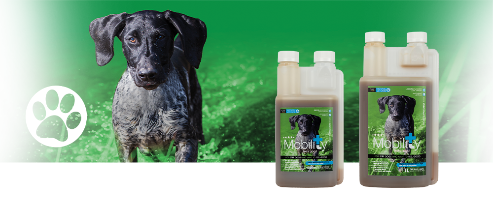 Veterinary strength nutritional support for dogs with stiff joints or an active lifestyle.